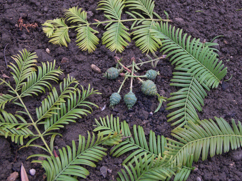 Изображение особи Metasequoia glyptostroboides.