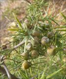 Juniperus deltoides