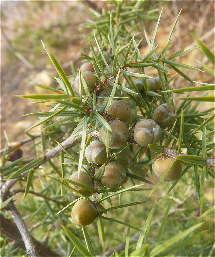 Image of Juniperus deltoides specimen.