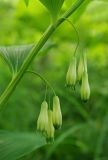 Polygonatum maximowiczii