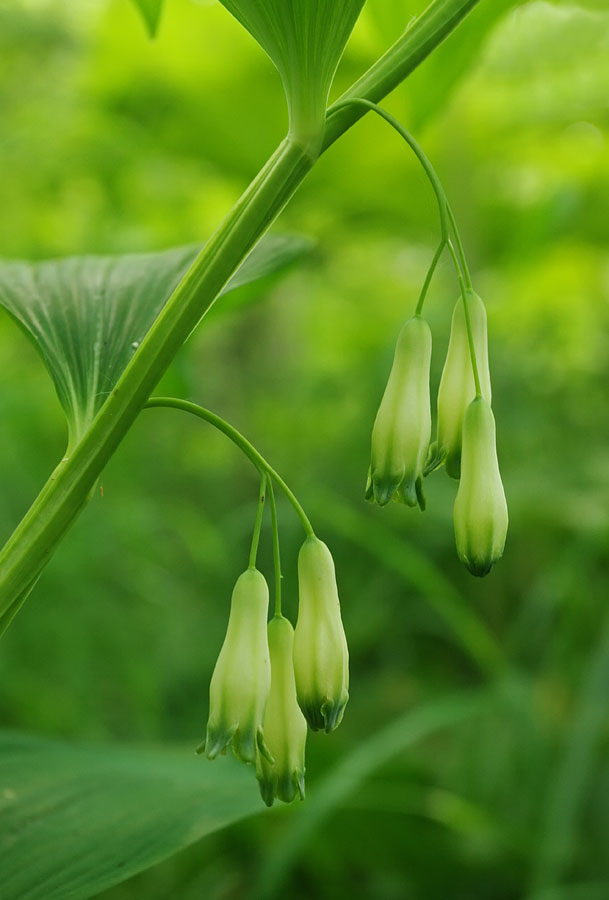 Изображение особи Polygonatum maximowiczii.