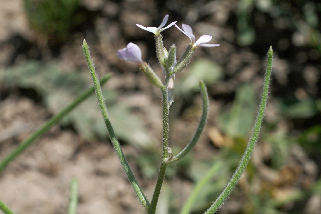 Image of Strigosella intermedia specimen.