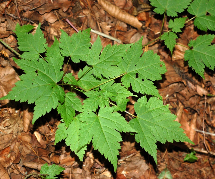 Image of Acer barbinerve specimen.