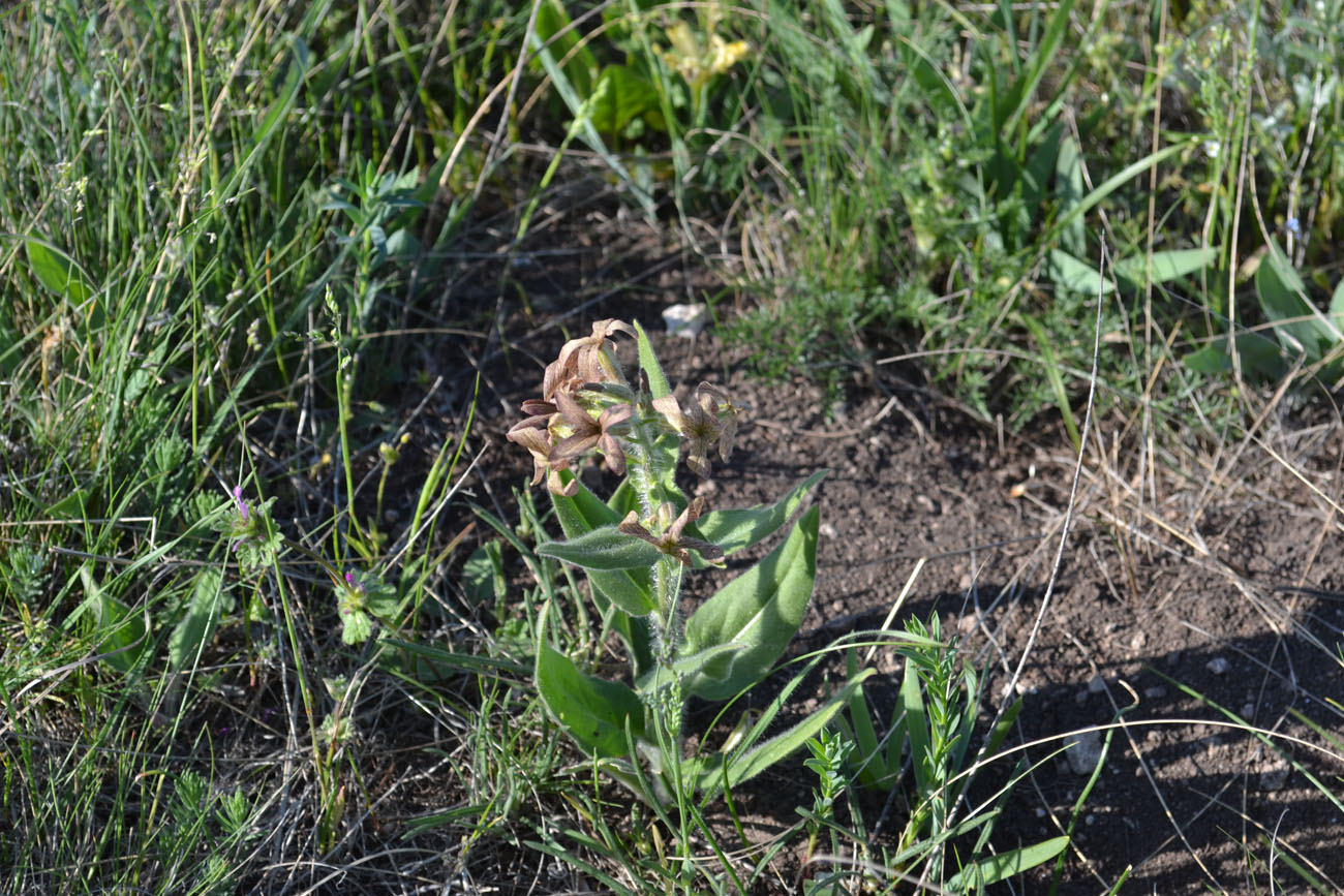 Изображение особи Hesperis tristis.