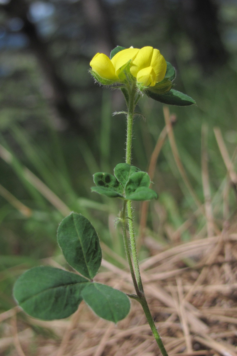 Image of Argyrolobium biebersteinii specimen.