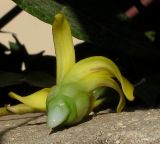 Carica papaya. Млечный сок на срезе цветка. Израиль, Шарон, г. Герцлия, в культуре. 13.06.2012.