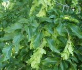 Carpinus orientalis. Часть ветви с плодами. Черноморское побережье Кавказа, щель Прасковеевская, у дороги в ущелье. 09.06.2012.