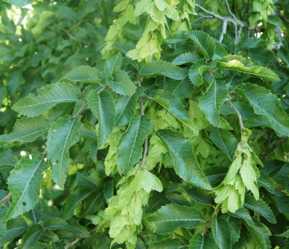 Изображение особи Carpinus orientalis.