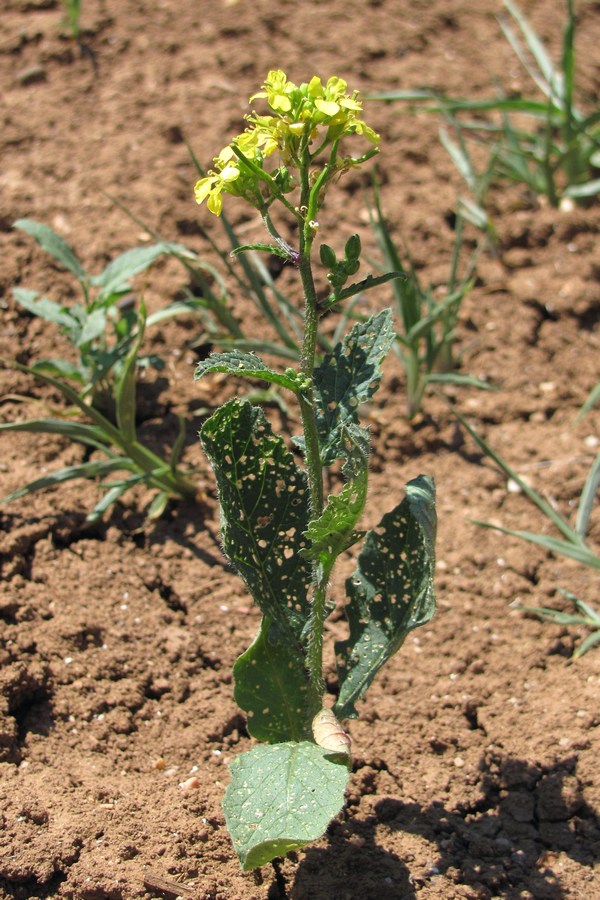 Image of Sinapis arvensis specimen.