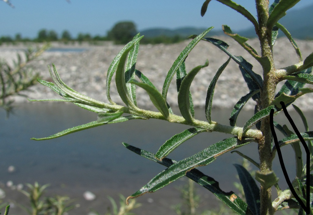 Image of Hippophae rhamnoides specimen.