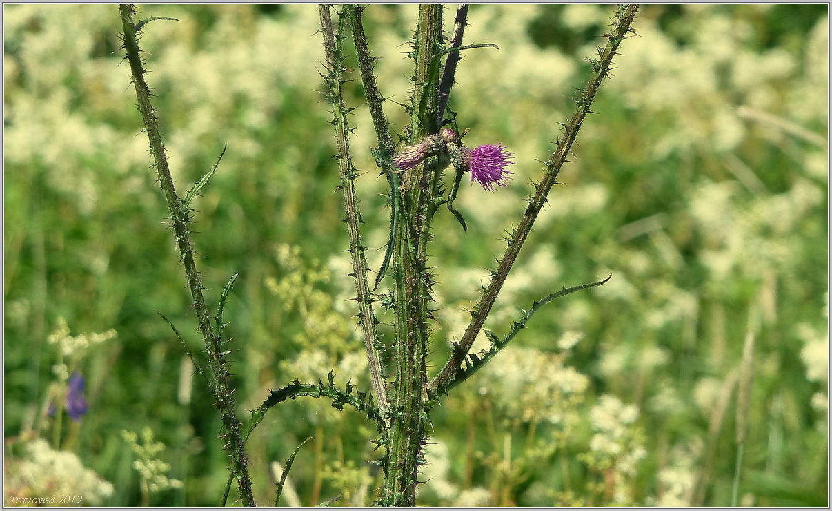 Изображение особи Cirsium palustre.