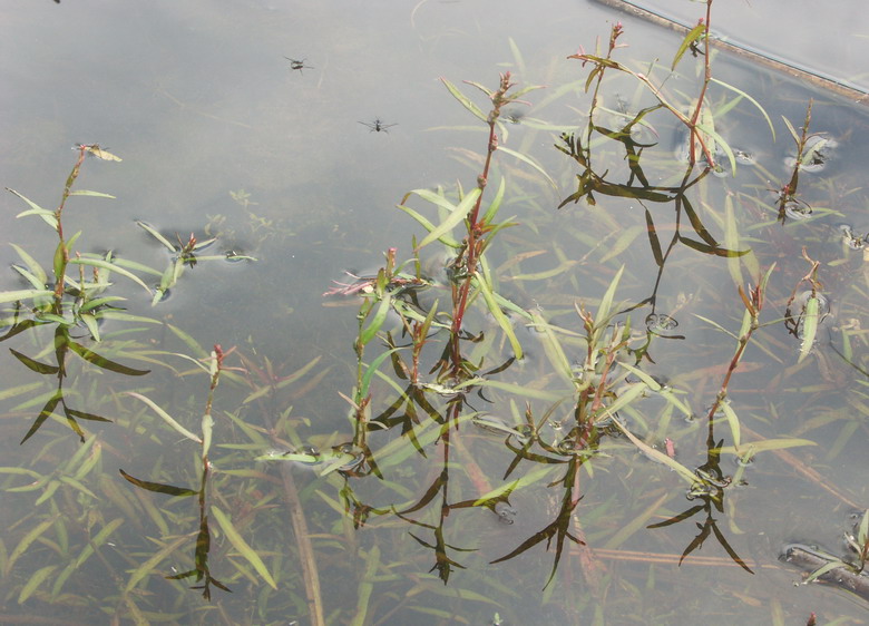 Image of Persicaria foliosa specimen.