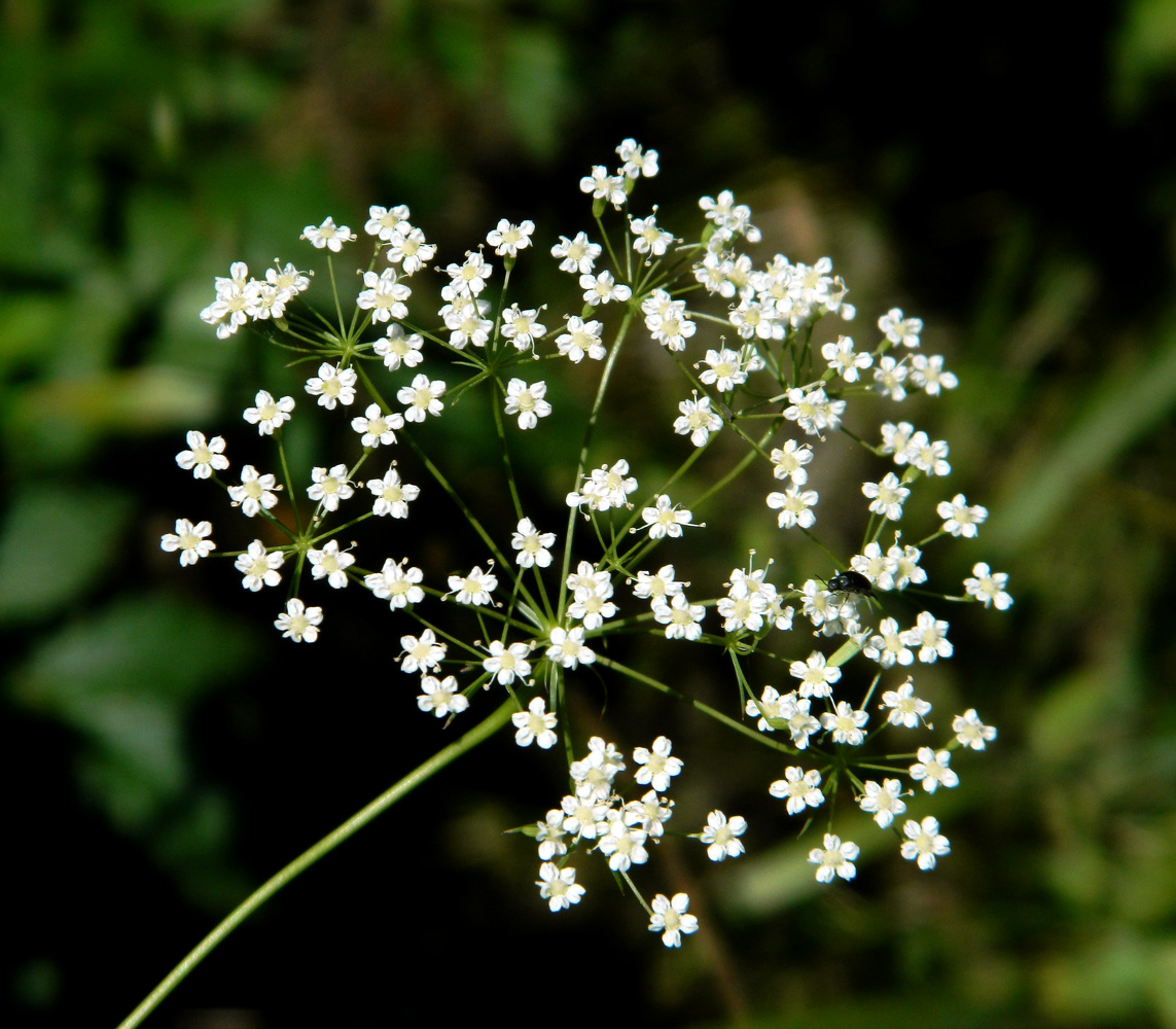 Изображение особи Falcaria vulgaris.