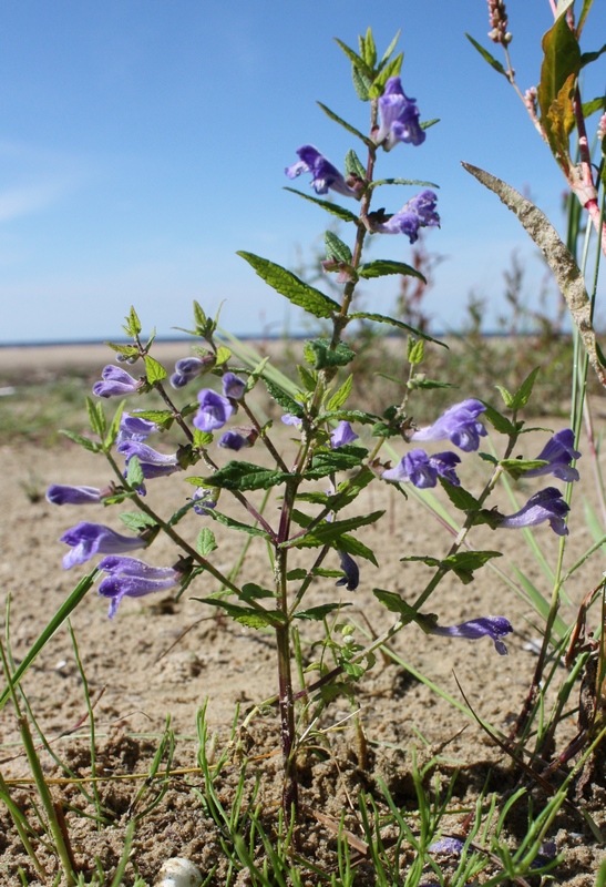 Изображение особи Scutellaria galericulata.