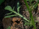 Reseda lutea