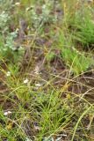 Carex korshinskyi