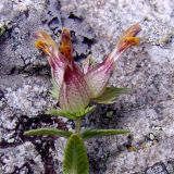 Rhinanthus schischkinii