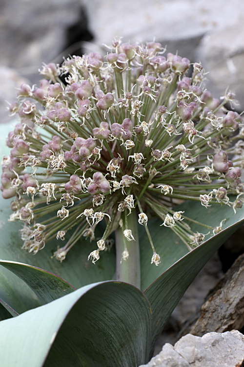 Изображение особи Allium karataviense.