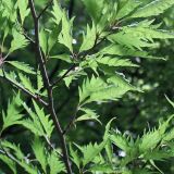 Fagus sylvatica var. laciniata