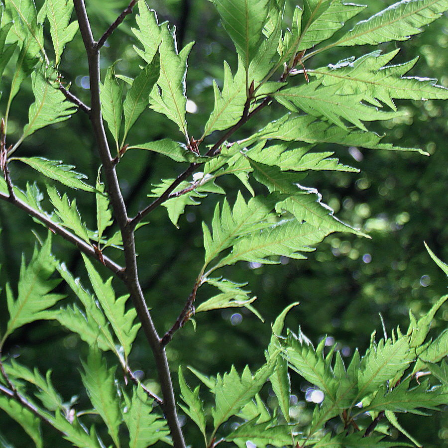 Image of Fagus sylvatica var. laciniata specimen.