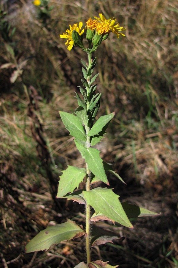 Изображение особи Hieracium auratum.