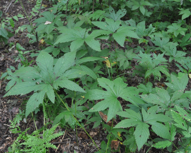 Изображение особи Filipendula palmata.