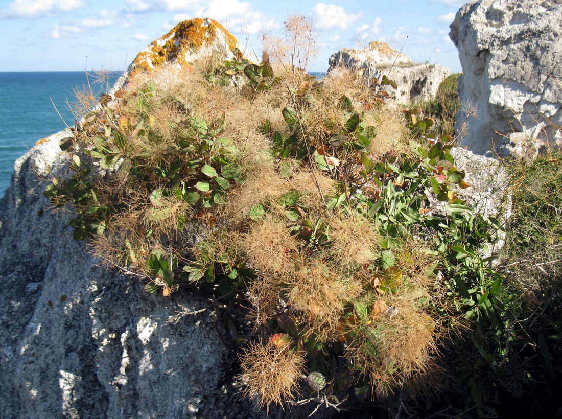 Изображение особи Cotinus coggygria.