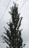 Image of taxon representative. Author is Валерий Куделя