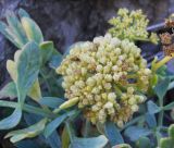 Crithmum maritimum. Соплодие. Южный берег Крыма, окр. пгт Партенит, мыс Плака, каменистый берег моря. 15 октября 2012 г.