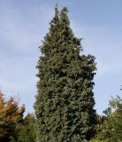 Chamaecyparis lawsoniana. Верхняя часть кроны взрослого растения. Германия, г. Кемпен, в частном саду. 19.10.2012.