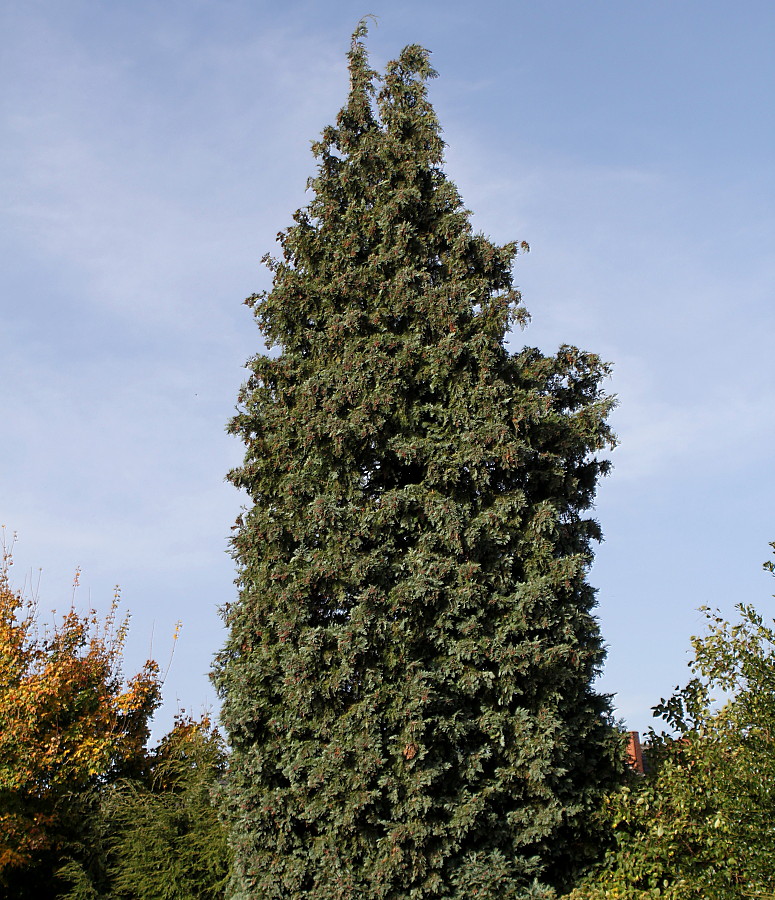 Изображение особи Chamaecyparis lawsoniana.