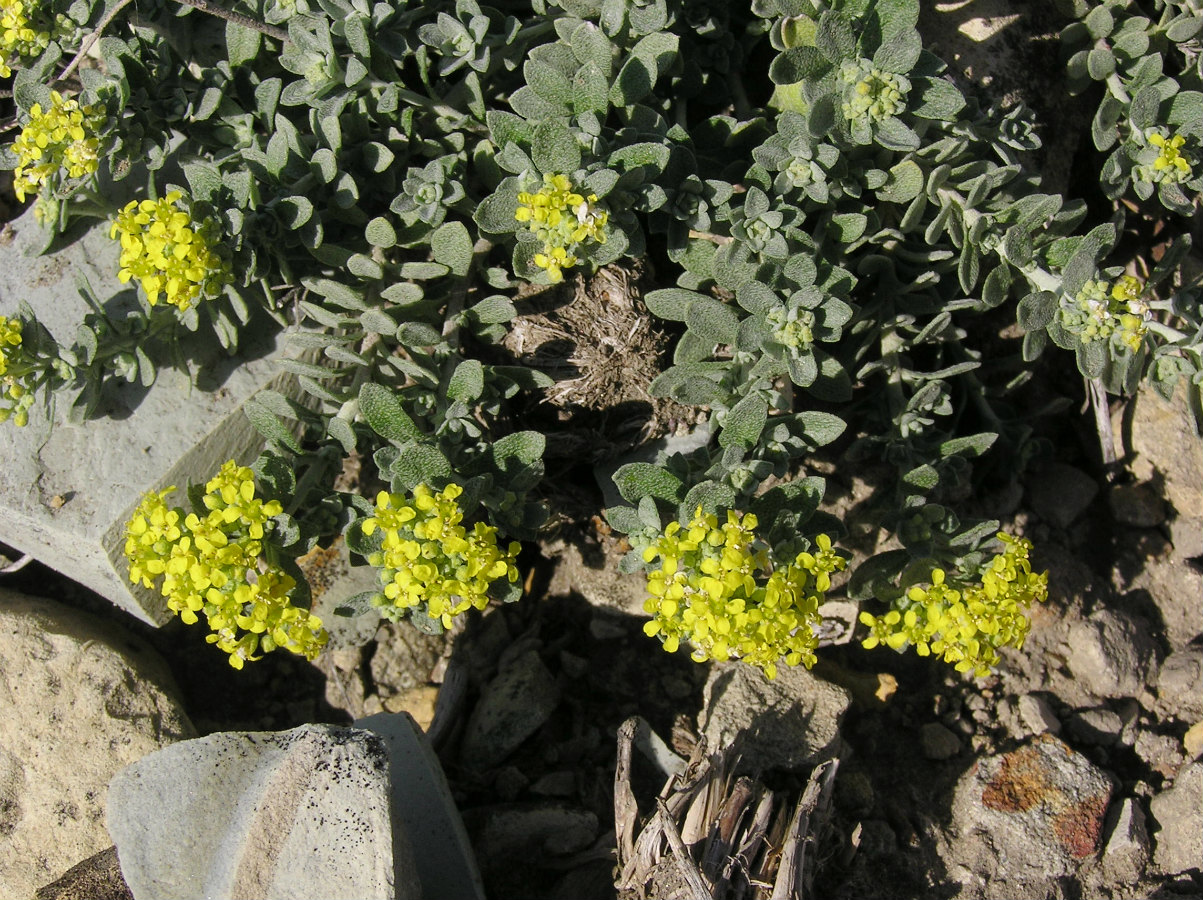 Image of Odontarrhena gymnopoda specimen.