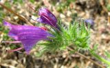 Echium plantagineum. Соцветие. Испания, Каталония, Жирона, Тосса-де-Мар, крепость Вила-Велья. 24.06.2012.