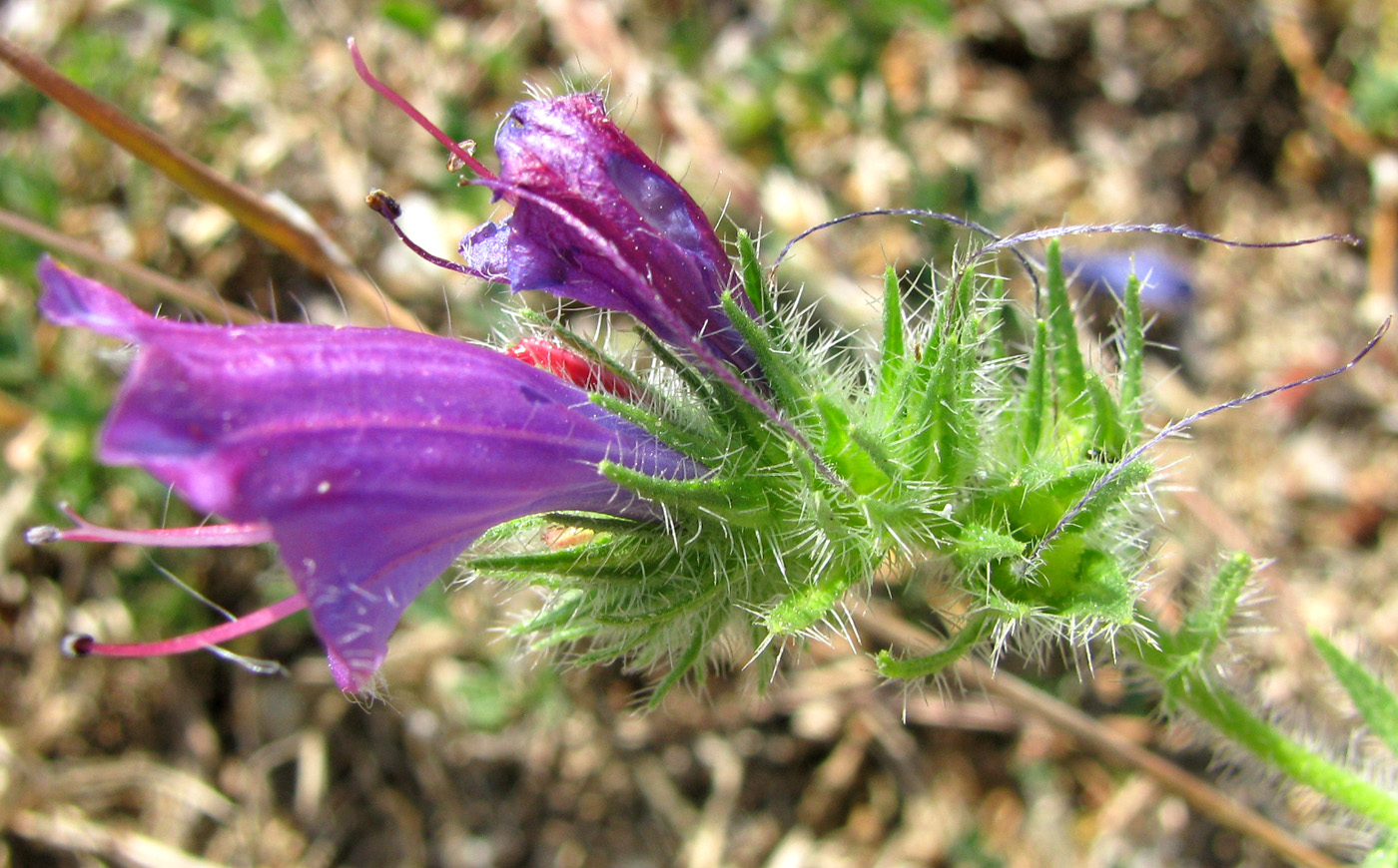 Изображение особи Echium plantagineum.