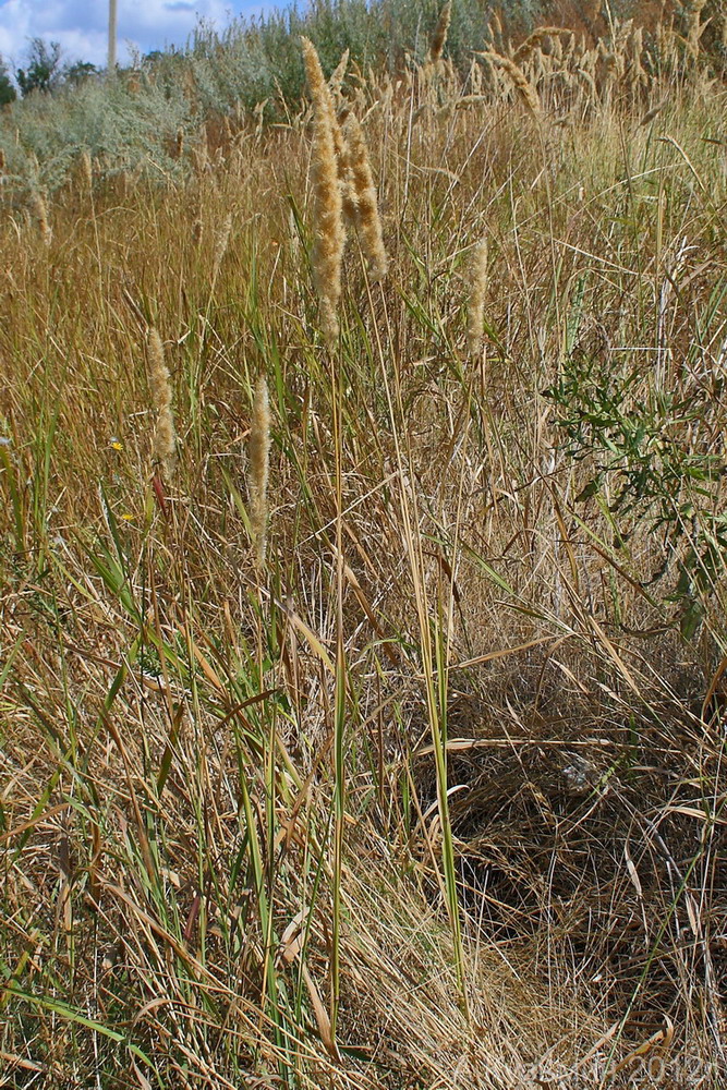 Image of Calamagrostis glomerata specimen.