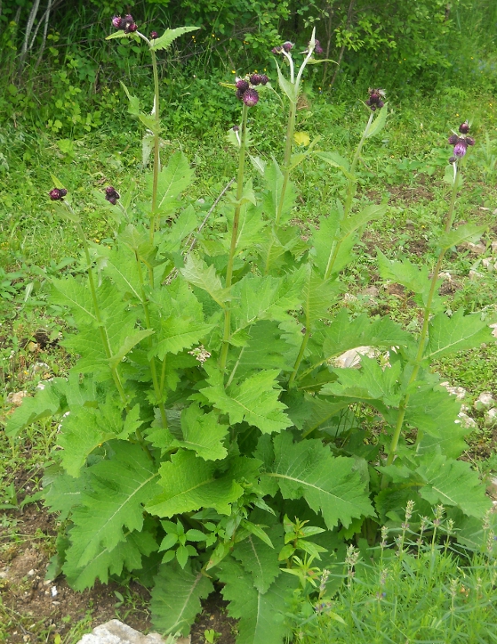 Изображение особи Cirsium waldsteinii.