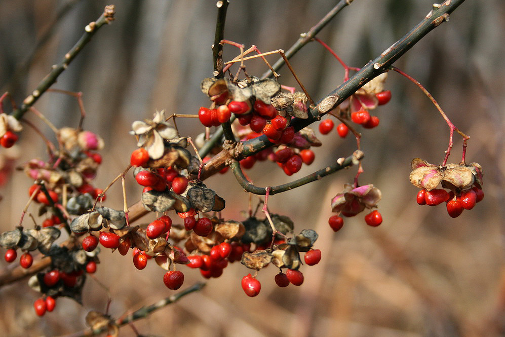 Image of Euonymus sachalinensis specimen.