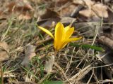 Crocus angustifolius