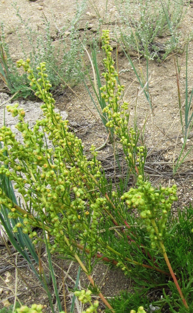 Image of Artemisia monostachya specimen.