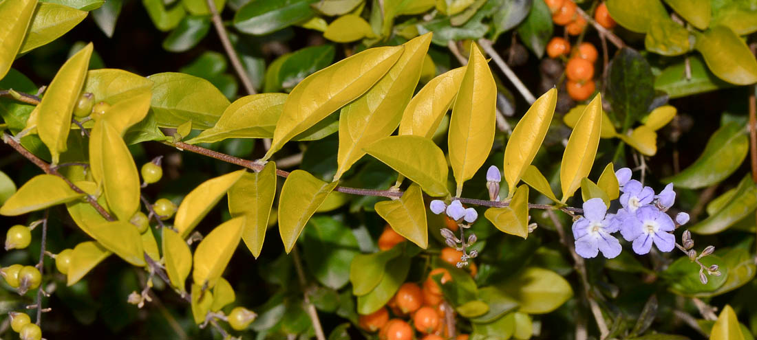 Image of Duranta erecta specimen.