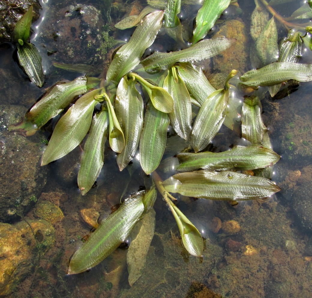 Image of Potamogeton &times; prussicus specimen.