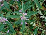 Phlomis regelii