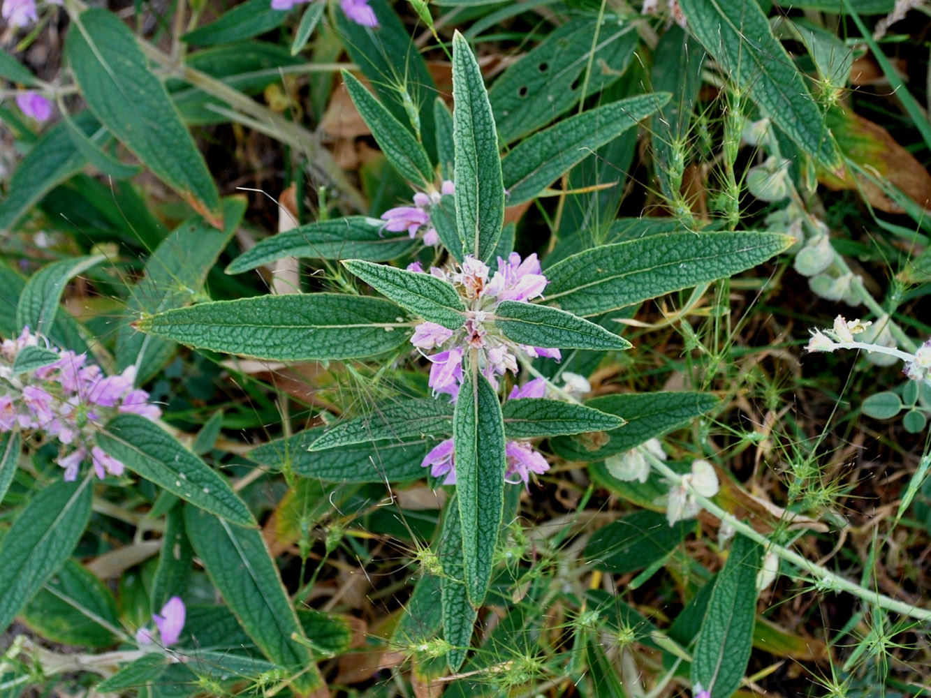 Изображение особи Phlomis regelii.