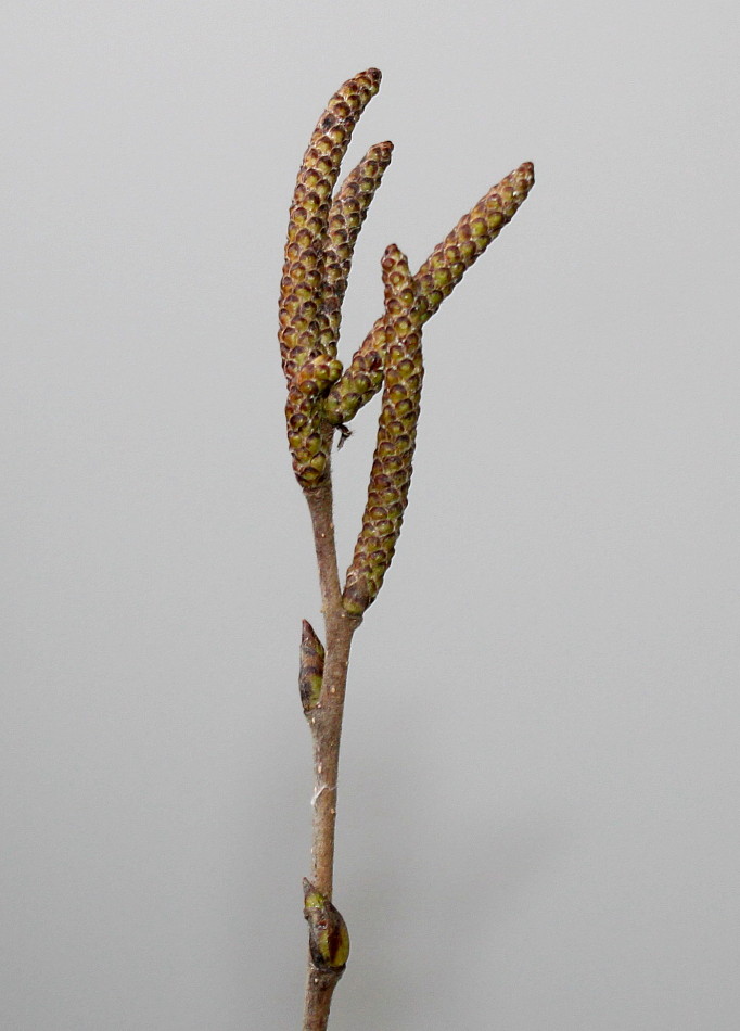 Image of genus Betula specimen.
