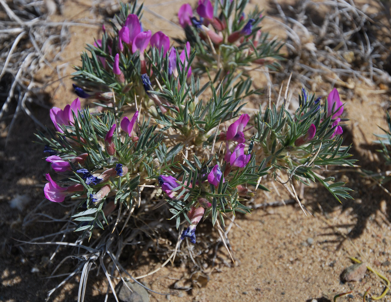 Image of Oxytropis aciphylla specimen.