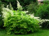 Aruncus dioicus. Цветущее растение. Украина, г. Тернополь, городской парк, в культуре. 05.06.2012.