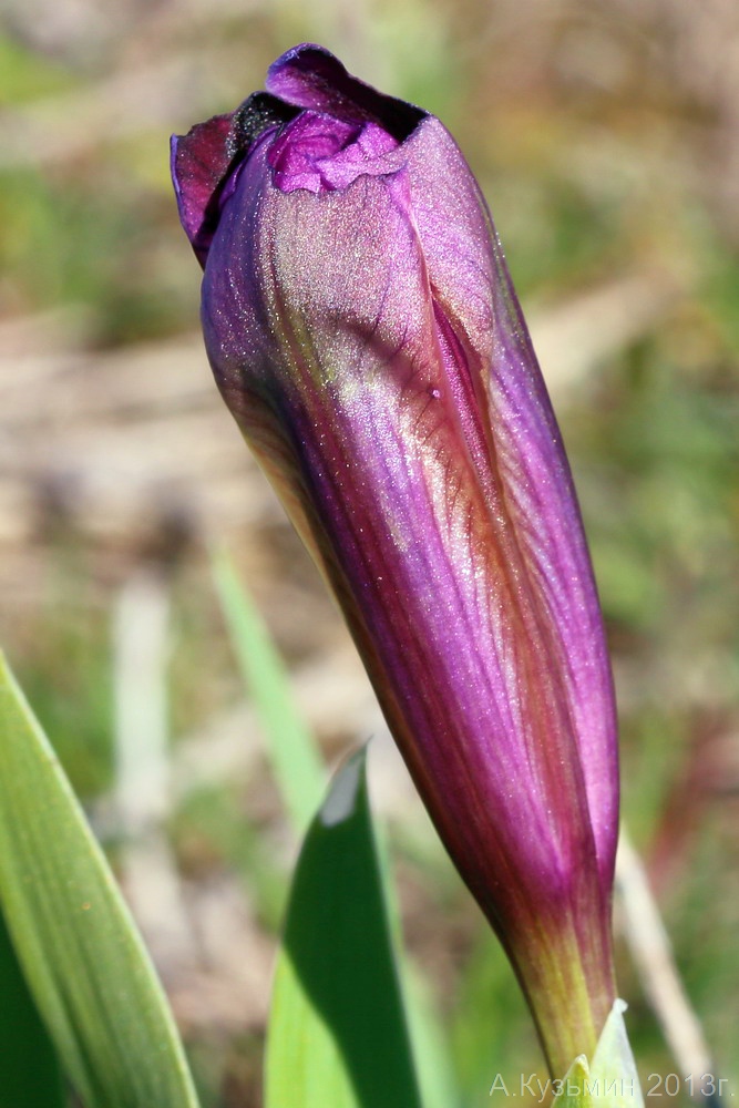 Image of Iris pumila specimen.