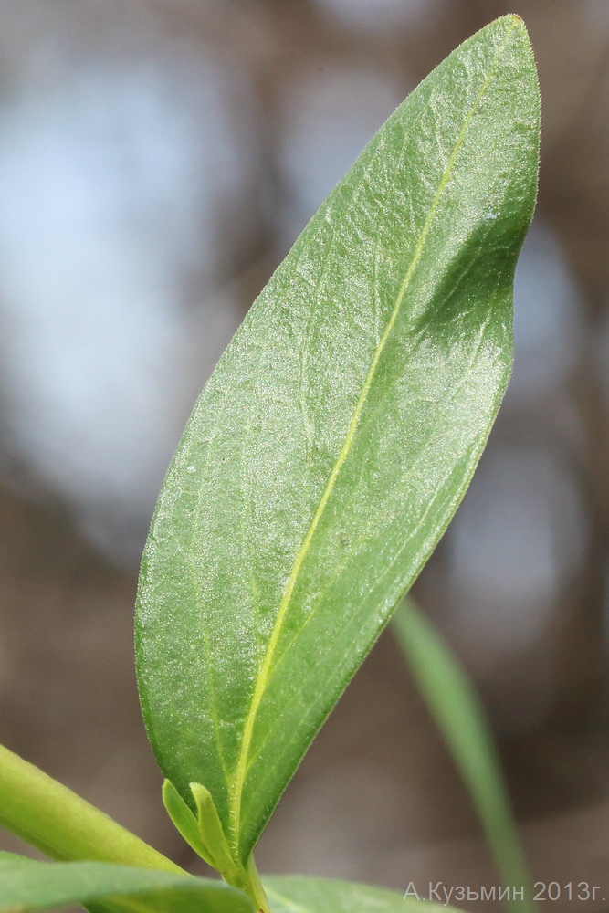 Image of Vinca herbacea specimen.