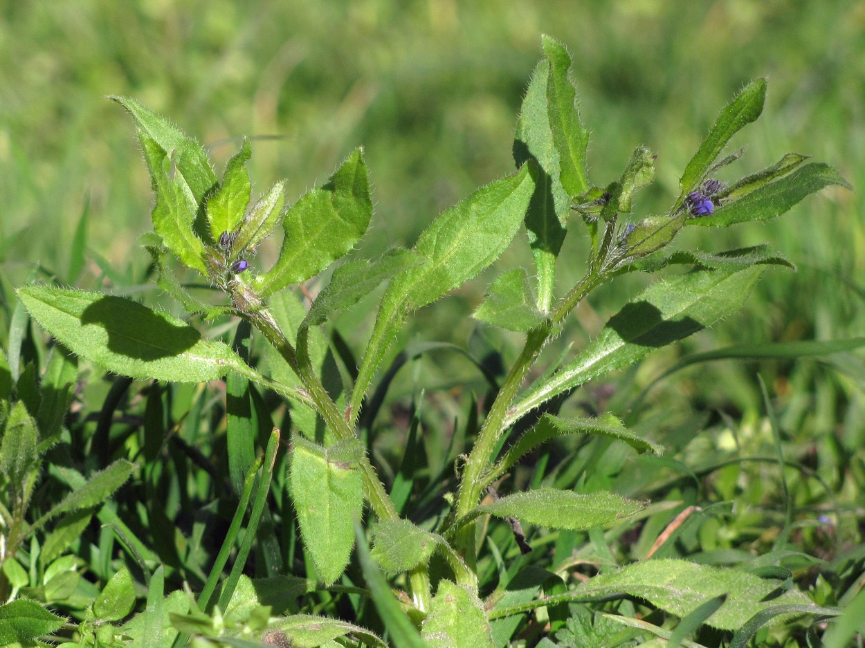 Image of Asperugo procumbens specimen.