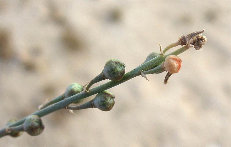 Изображение особи Asphodelus tenuifolius.